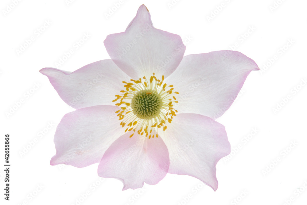 pink flower pink flower