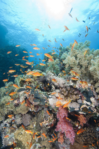 Beautiful tropical coral reef © Paul Vinten
