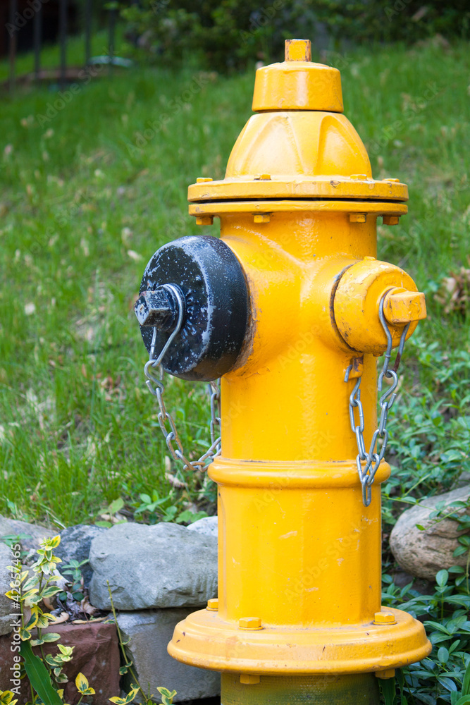 A Yellow Fire Hydrant, green lawn behind in Toronto Neighborhood A Yellow Fire Hydrant, green lawn behind in Toronto Neighborhood