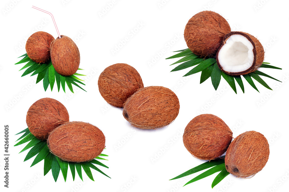 Coconut fruits isolated on white background Coconut fruits isolated on white background
