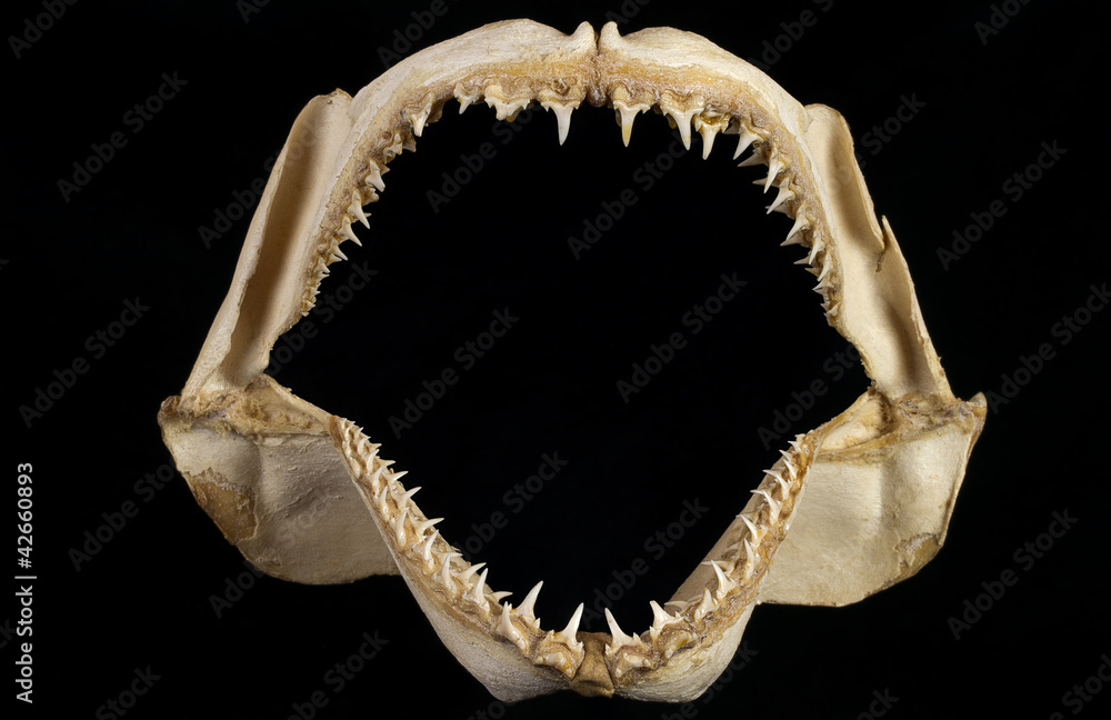 Fototapeta premium Mandíbula de tiburón