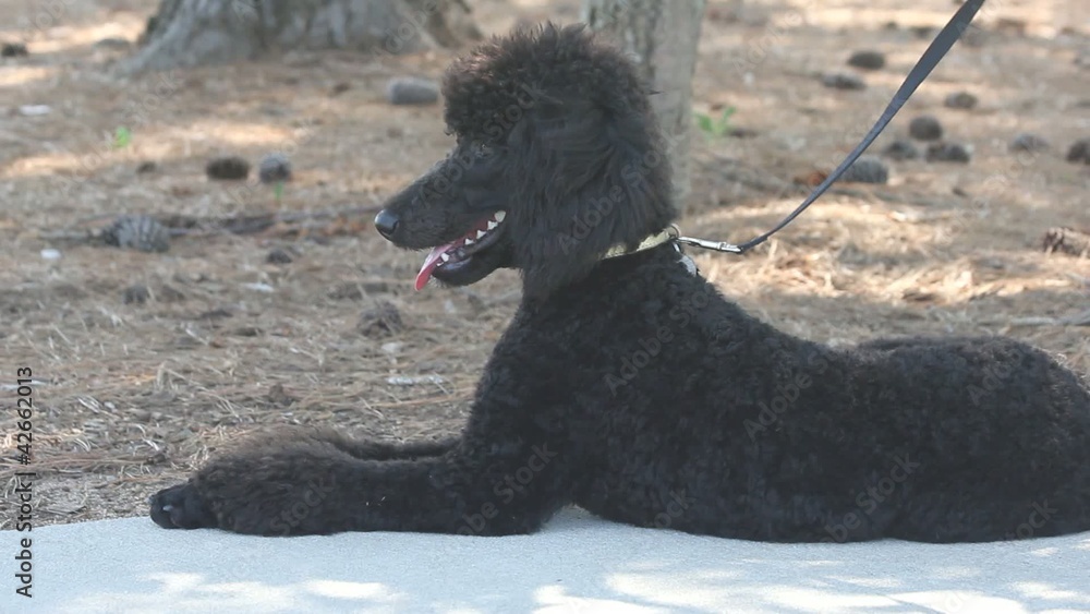 Black Poodle Relaxed On Sidewalk With Paws Out Black Poodle Relaxed On Sidewalk With Paws Out