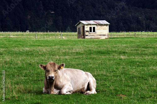 Old Farm House Bull New Zealand