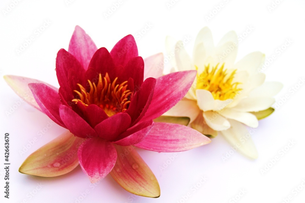 zwei Lotusblüten auf weissem Untergrund - obrazy, fototapety, plakaty 