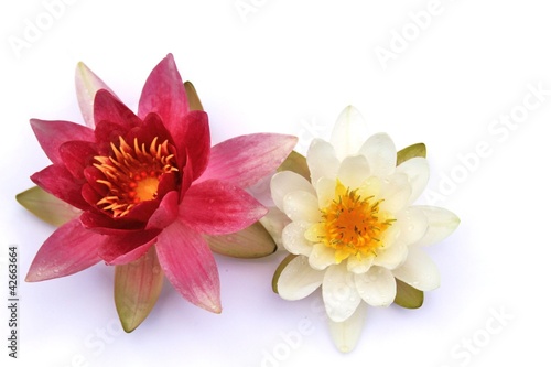 zwei Lotusblüten auf weissem Untergrund