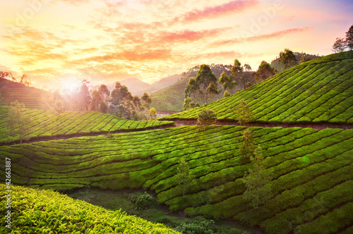 Tea plantation in Munnar #42663887