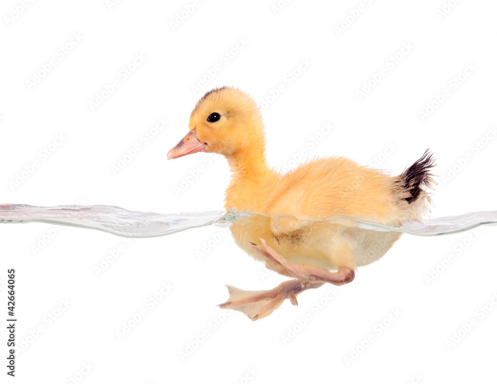 The newborn duckling floating in the water. Isolation. The newborn duckling floating in the water. Isolation.