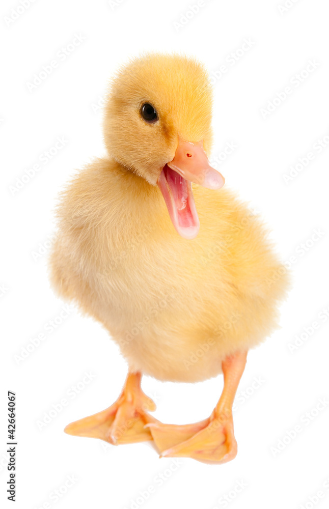 Funny Duckling age two days. Isolated on white. Funny Duckling age two days. Isolated on white.