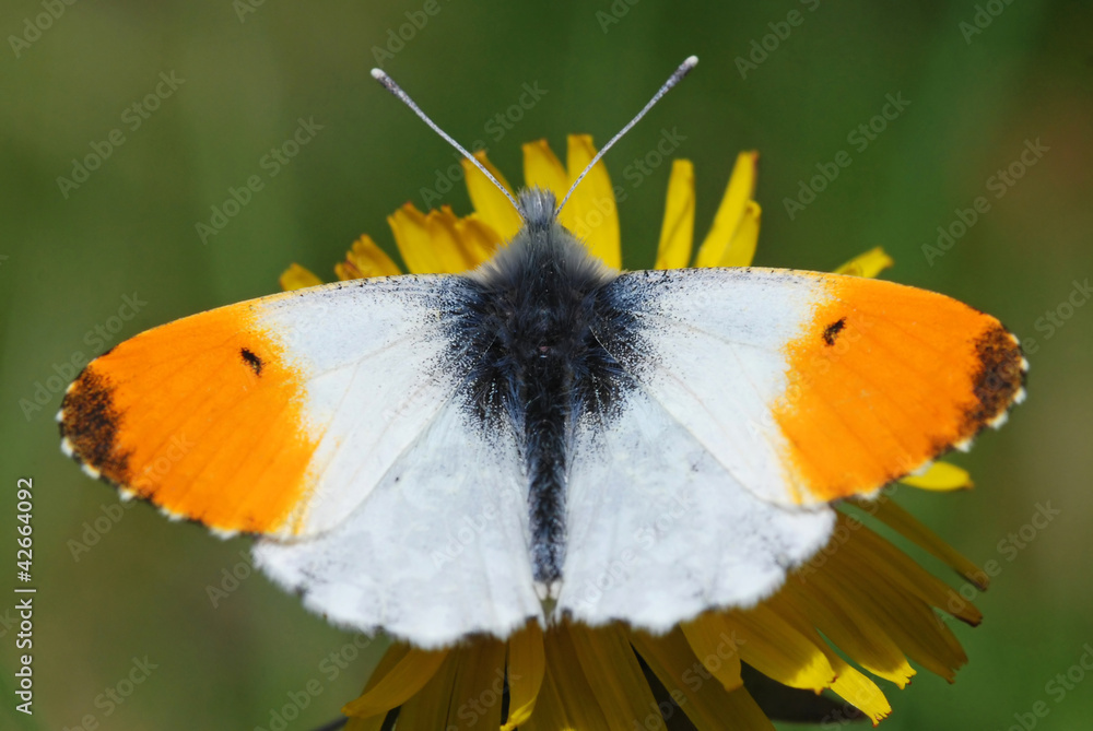 Naklejka premium Orange Tip Butterfly Male