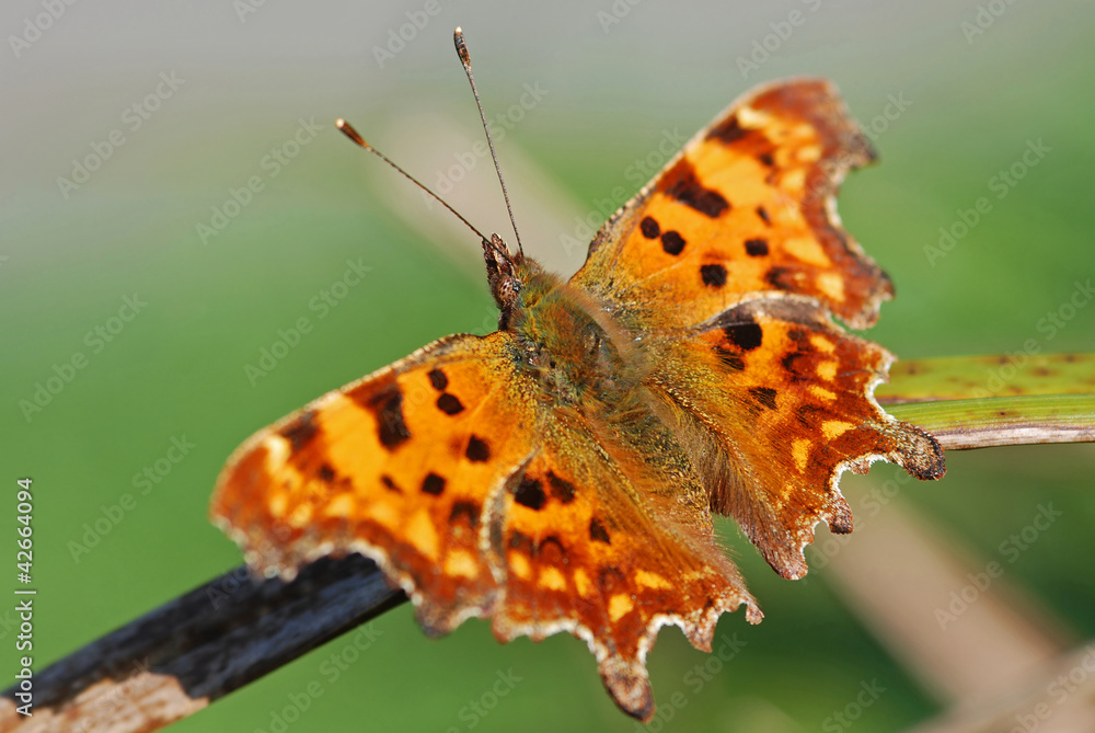Fototapeta premium Comma Butterfly