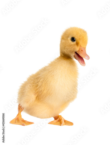 Funny Duckling age two days. Isolated on white.