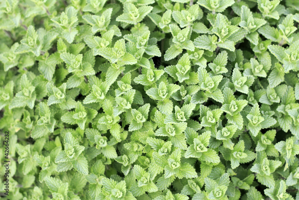 Mint Plant Close Up Mint Plant Close Up