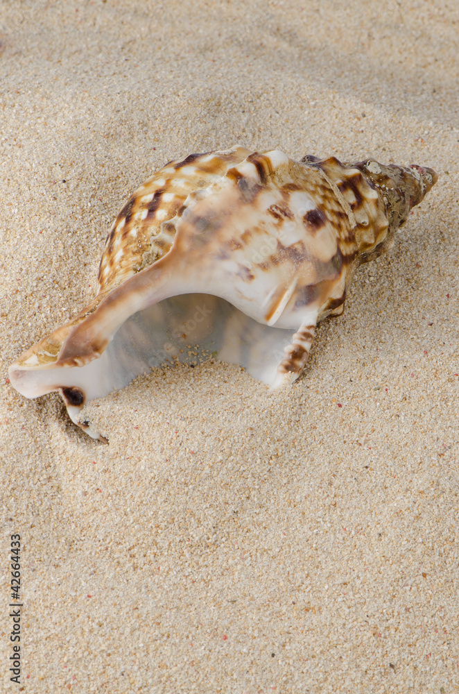 Sea shell on the shore Sea shell on the shore