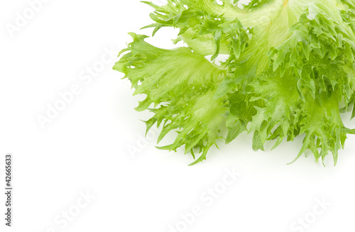 leaf of fresh salad isolated on white background photo