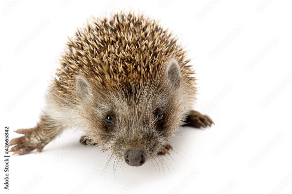 Obraz premium hedgehog isolated