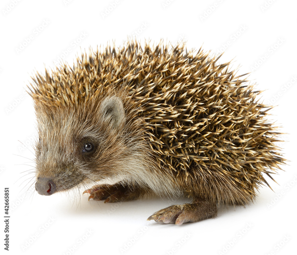 hedgehog isolated hedgehog isolated