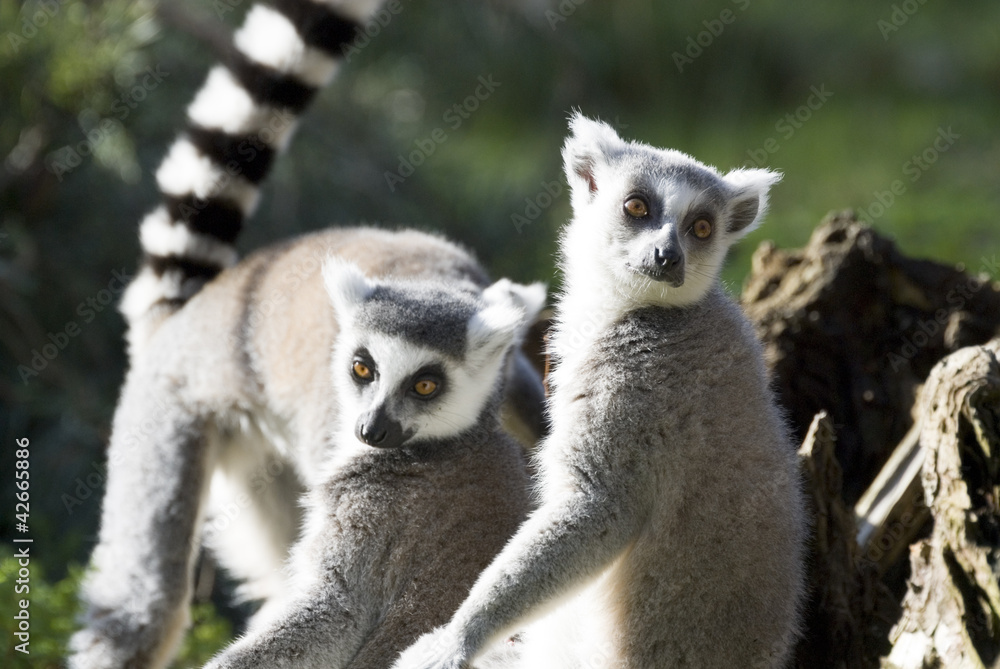 Obraz premium Ring Tailed Lemurs, Yorkshire Wildflife Park, UK