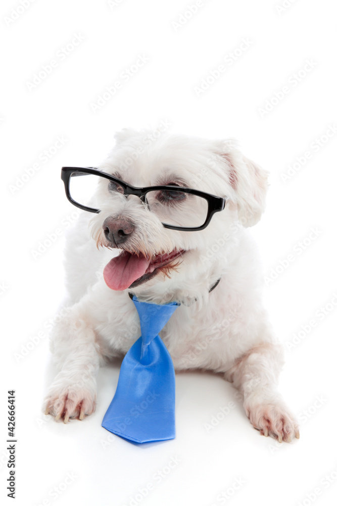 Obraz premium Dog wearing spectacles glasses