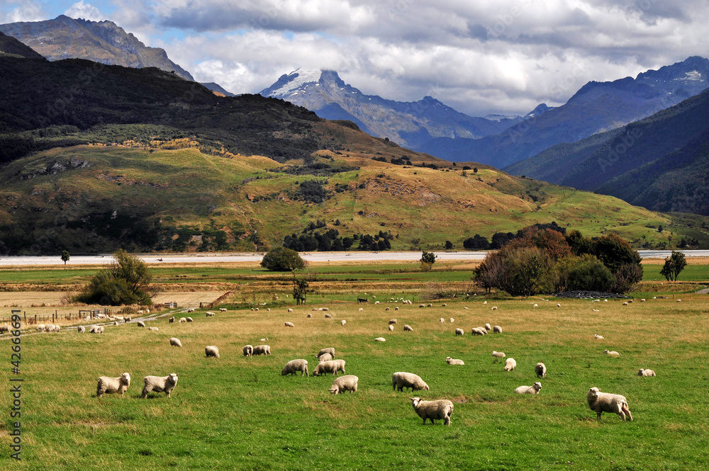 Farm South Island New Zealand