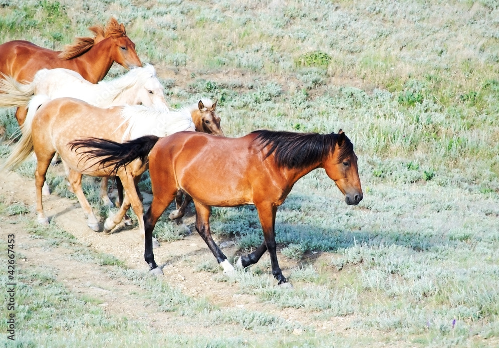 Fototapeta premium Horses