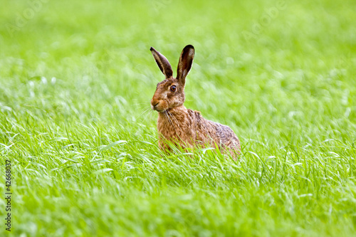 Hare (Lepus europaeus) in grass. © Matauw