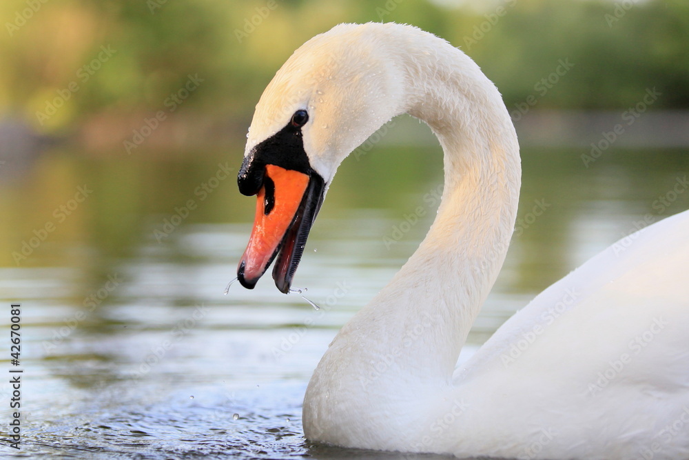 Fototapeta premium Schwan-12241b1