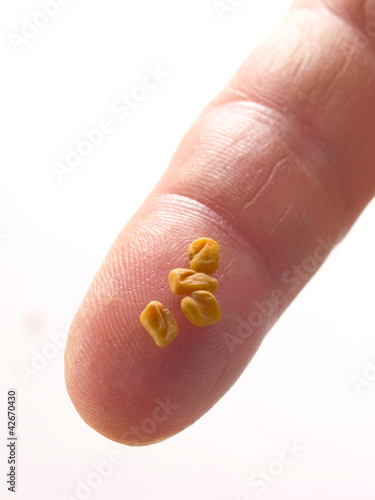 close up of a pinch of fenugreek seeds photo