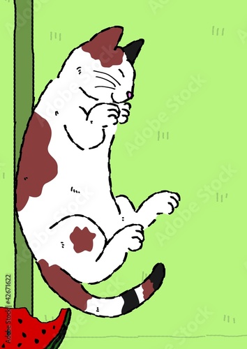 青畳の上で寝る猫とスイカ