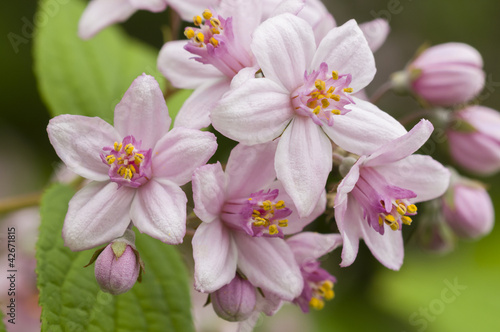 Pink flowers