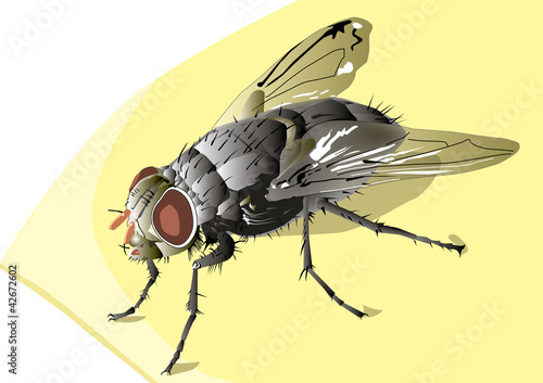 fly