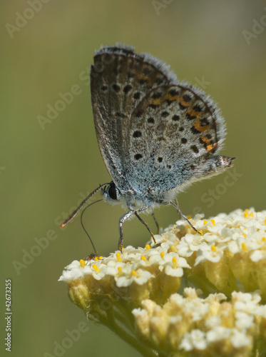 Wallpaper Mural Бабочка Torontodigital.ca