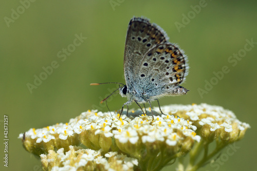 Бабочка-голубянка © sokoloffoto