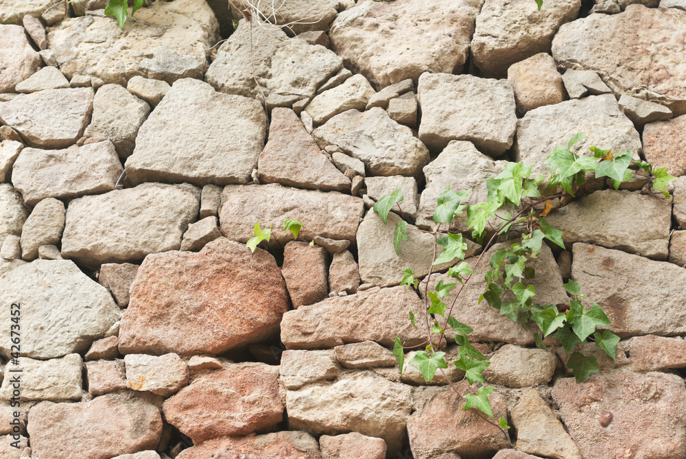 Ivy on the old stone wall background
