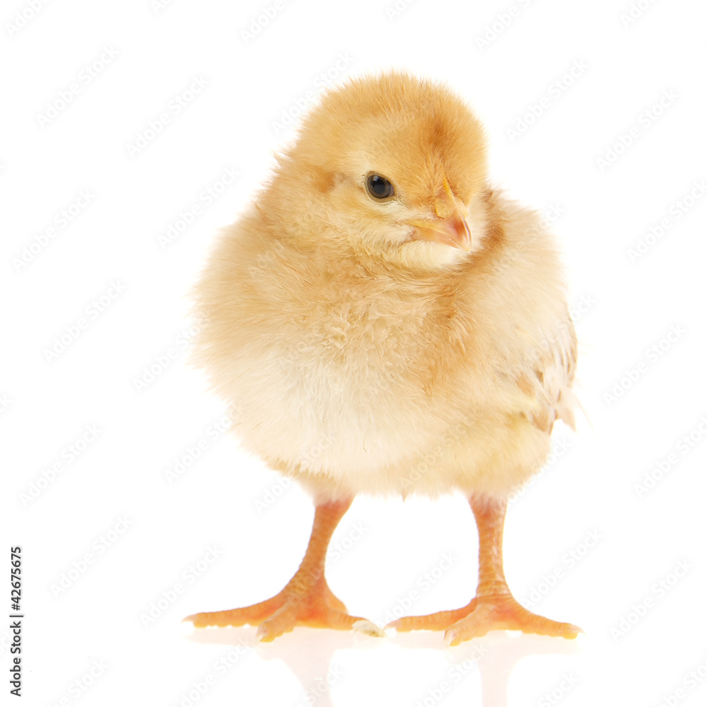 Küken Küken