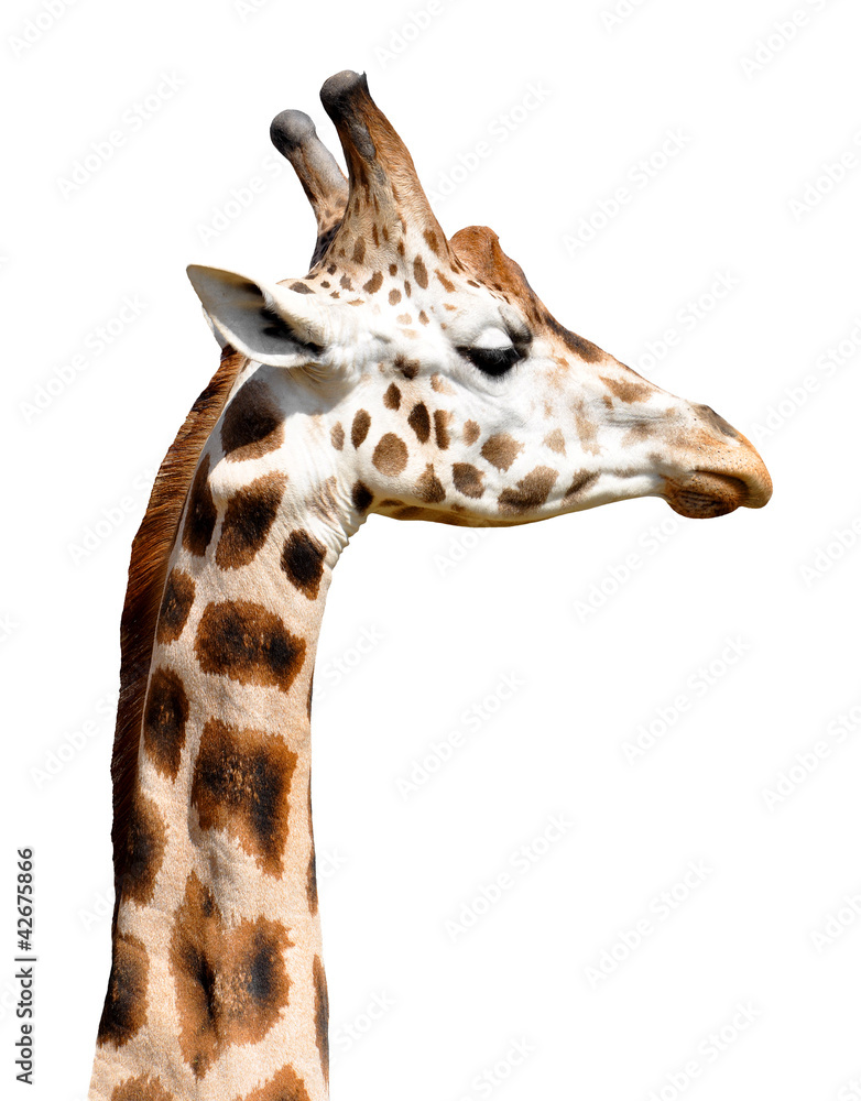 giraffe giraffe