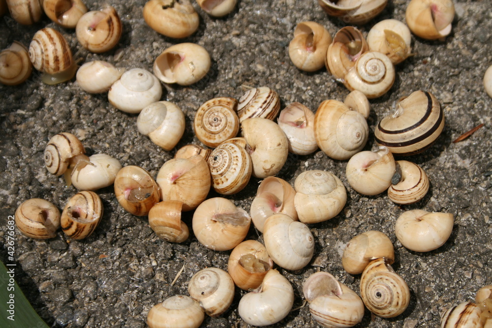 Lumache Lumache