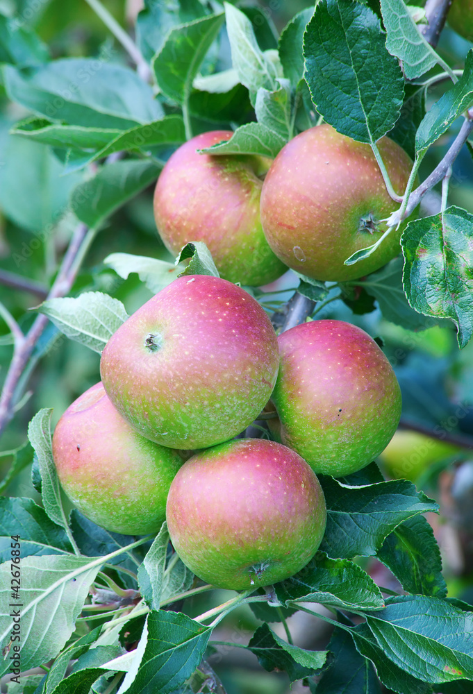 Obraz premium Apple garden