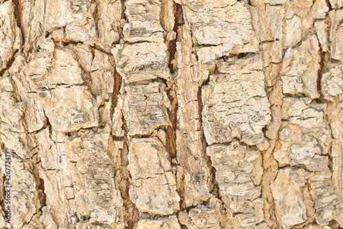 cracked bark of an old tree