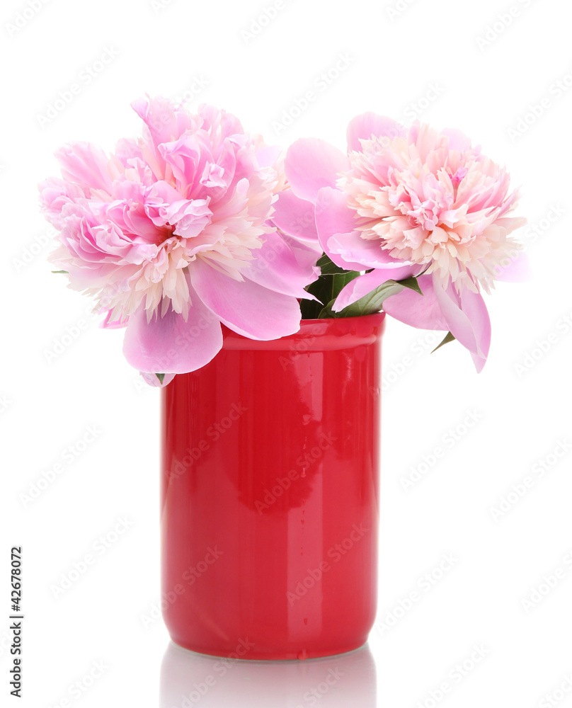 pink peonies flowers in vase isolated on white