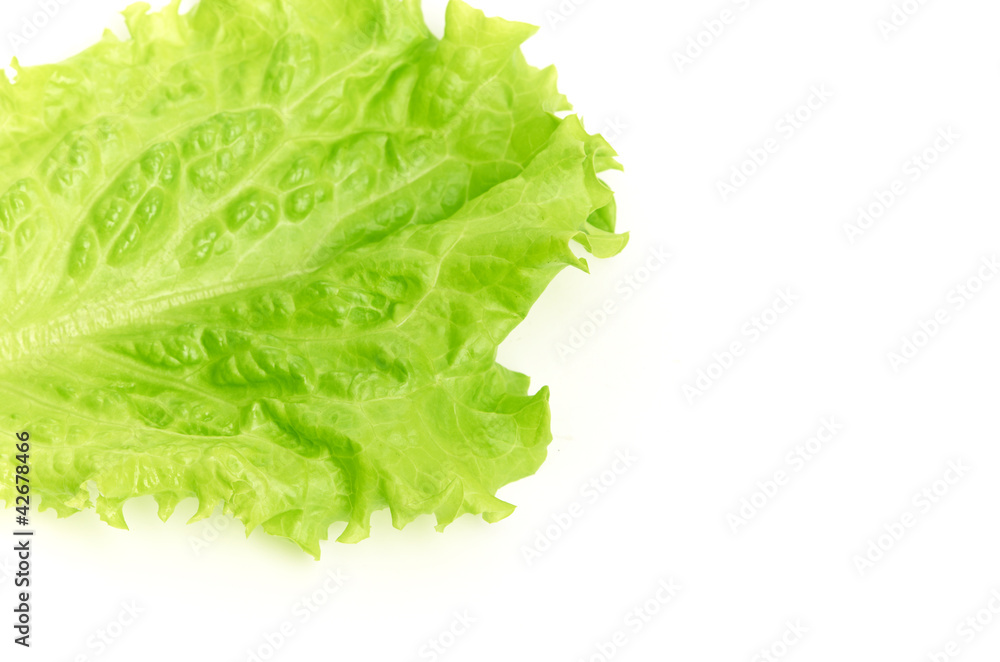 leaf fresh lettuce isolated on white background leaf fresh lettuce isolated on white background