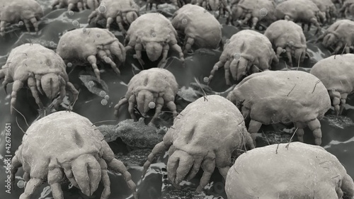 Hausstaubmilben / dust mites