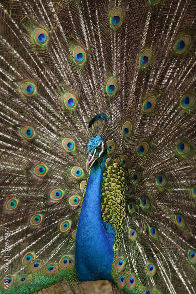 Obraz premium Portrait and close up of peacock