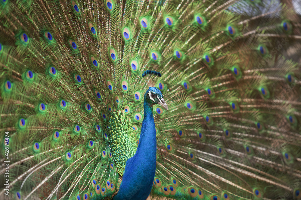 Obraz premium Portrait and close up of peacock