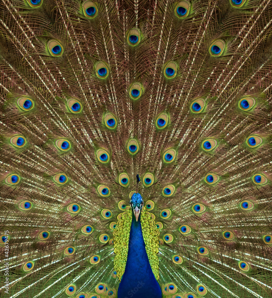 Obraz premium Portrait and close up of peacock