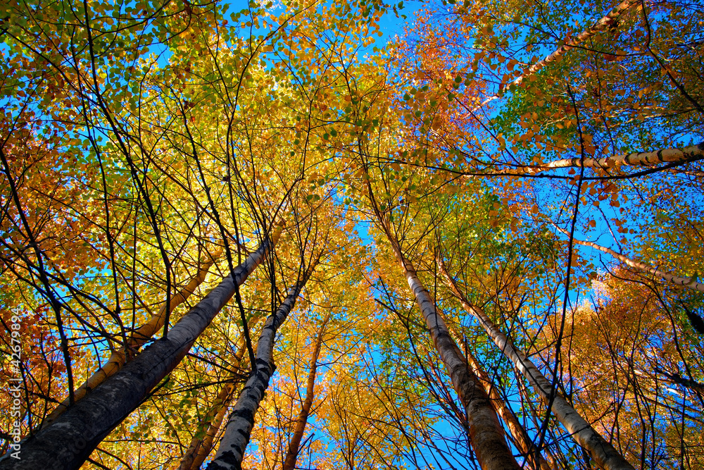 Tree canopy