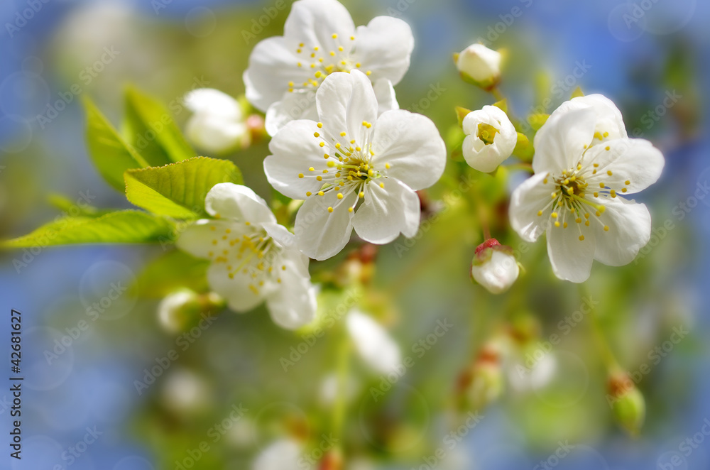 Spring background with cherry blossom