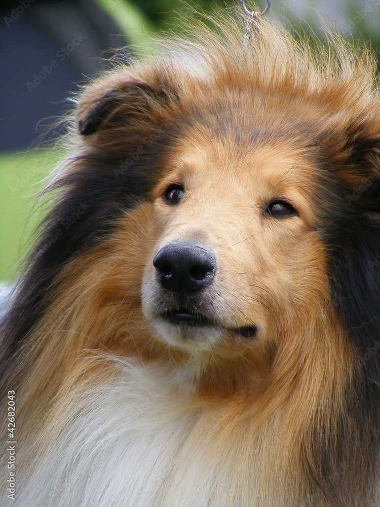 Collie portrait Collie portrait