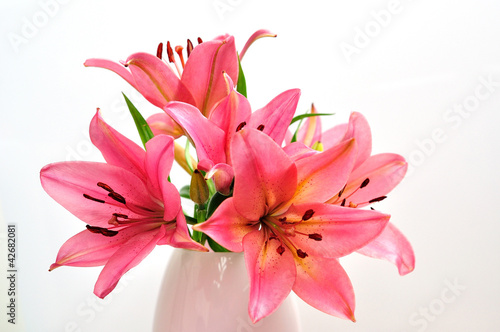 Pink lily flower.