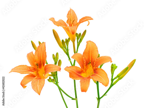 Blooming day-lily on a white background