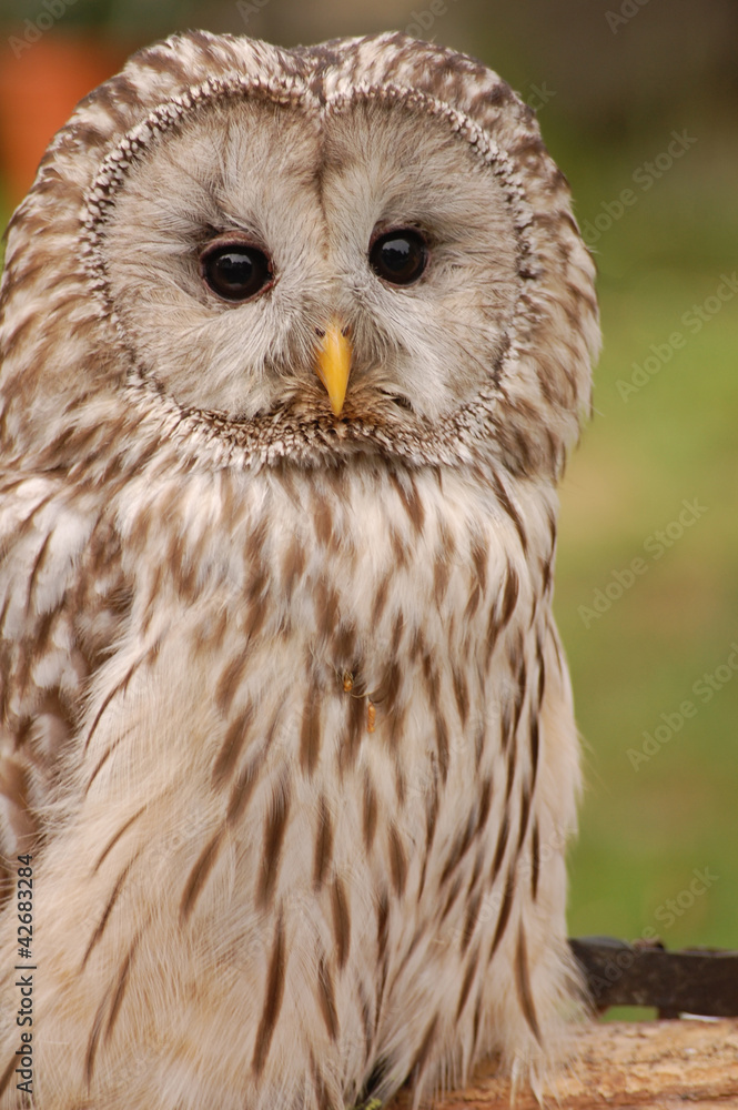 Fototapeta premium Greif